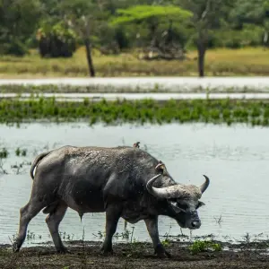 Explore From Zanzibar 3-Day Selous Safari,boat,bushwalk with Fllights for 3 days with Beach and Safari Holidays and discover unforgettable experiences - Photo 7