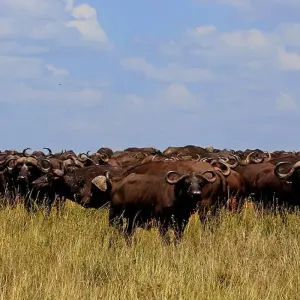 Explore From Arusha 3-Day Tanzanian treasures, Tarangire and Ngorongoro Safari for 3 days with Beach and Safari Holidays and discover unforgettable experiences - Photo 8