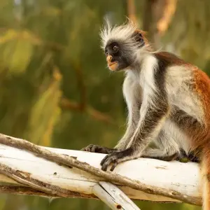 Explore Zanzibar 7 days Family Package, Discover the Spice island Trip Experience for 7 days with Beach and Safari Holidays and discover unforgettable experiences - Photo 9