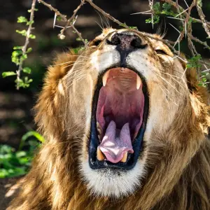 Explore From Arusha 3 Days Big Cats Safari Expedition,Serengeti,Ngorongoro, Tarangire for 3 days with Beach and Safari Holidays and discover unforgettable experiences - Photo 6