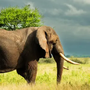 Explore From Arusha 3 Days Tanzanian Flamingo Safari, Tarangire to Magical Lake Natron for 3 days with Beach and Safari Holidays and discover unforgettable experiences - Photo 8
