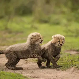 Explore From Arusha 2-Day Tarangire and Ngorongoro Crater Adventure Safari for 2 days with Beach and Safari Holidays and discover unforgettable experiences - Photo 8