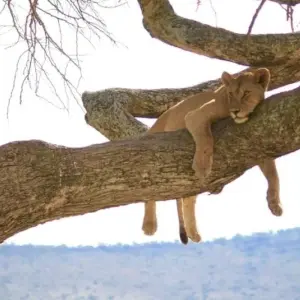 Explore From Arusha 3-Day Tanzanian treasures, Tarangire and Ngorongoro Safari for 3 days with Beach and Safari Holidays and discover unforgettable experiences - Photo 9