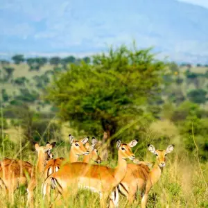 Explore From Arusha 3-Day Safari Journey Through The Ngorongoro Crater and Serengeti National Park for 3 days with Beach and Safari Holidays and discover unforgettable experiences - Photo 3