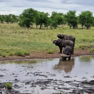 Explore From Arusha 3 Days Tanzanian Flamingo Safari: Tarangire to Magical Lake Natron for 3 days with Beach and Safari Holidays and discover unforgettable experiences - Photo 8