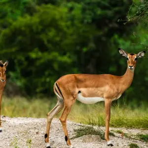 Explore From Zanzibar 3-Day Selous Safari,boat,bushwalk with Fllights for 3 days with Beach and Safari Holidays and discover unforgettable experiences - Photo 9