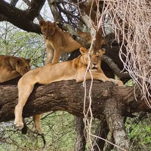 Explore From Arusha 3-Day Tanzanian treasures, Tarangire and Ngorongoro Safari for 3 days with Beach and Safari Holidays and discover unforgettable experiences - Photo 10