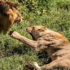 Explore From Arusha 11 Days The Best of Tanzania Safari Serengeti, Ngorongoro,Flamingos for 11 days with Beach and Safari Holidays and discover unforgettable experiences - Photo 11
