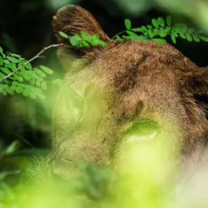 Explore From Zanzibar 3-Day Selous Safari,boat,bushwalk with Fllights for 3 days with Beach and Safari Holidays and discover unforgettable experiences - Photo 10