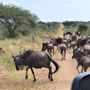 Explore From Arusha: 3-Day Tanzanian Treasures Tarangire & Ngorongoro Safari for 3 days with Beach and Safari Holidays and discover unforgettable experiences - Photo 5