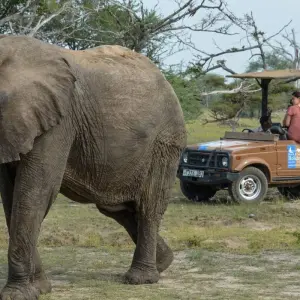 Explore From Zanzibar 3-Day Selous Safari,boat,bushwalk with Fllights for 3 days with Beach and Safari Holidays and discover unforgettable experiences - Photo 11