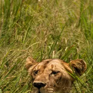 Explore From Arusha 3 Days Tanzanian Flamingo Safari, Tarangire to Magical Lake Natron for 3 days with Beach and Safari Holidays and discover unforgettable experiences - Photo 11