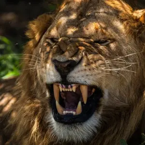 Explore From Arusha 3-Day Safari Journey Through The Ngorongoro Crater and Serengeti National Park for 3 days with Beach and Safari Holidays and discover unforgettable experiences - Photo 6