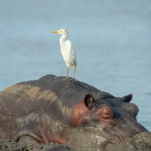 Explore From Arusha 3 Days Tanzanian Flamingo Safari: Tarangire to Magical Lake Natron for 3 days with Beach and Safari Holidays and discover unforgettable experiences - Photo 11