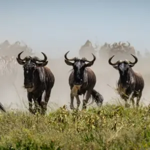 Explore From Arusha 2-Day Safari thorugh Tarangire and Lake Manyara for 2 days with Beach and Safari Holidays and discover unforgettable experiences - Photo 11