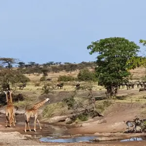 Explore From Arusha: 3-Day Tanzanian Treasures Tarangire & Ngorongoro Safari for 3 days with Beach and Safari Holidays and discover unforgettable experiences - Photo 7