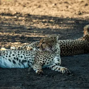 Explore From Arusha 3-Day Safari Journey Through The Ngorongoro Crater and Serengeti National Park for 3 days with Beach and Safari Holidays and discover unforgettable experiences - Photo 10
