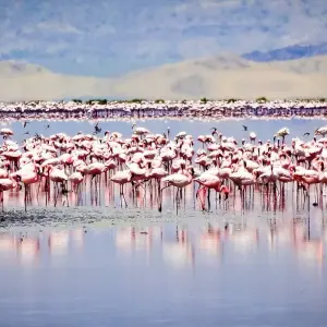 Explore From Arusha 6 days Great Northern Circuit Wildlife Safari: Tarangire, Lakes Natron/ Manyara, Serengeti for 6 days with Beach and Safari Holidays and discover unforgettable experiences - Photo 2