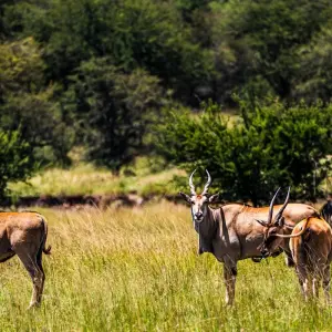 Explore From Arusha 6 days Journey Through Lakes, Savannah, and Craters: Tanzania's Icons  Lake Natron,Serengeti safari trip for 6 days with Beach and Safari Holidays and discover unforgettable experiences - Photo 3