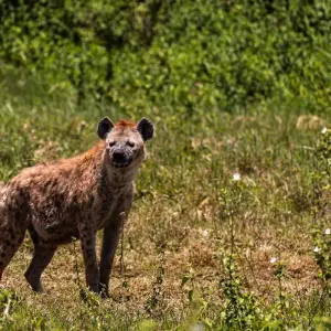 Explore From Arusha 6 days Great Northern Circuit Wildlife Safari: Tarangire, Lakes Natron/ Manyara, Serengeti for 6 days with Beach and Safari Holidays and discover unforgettable experiences - Photo 3