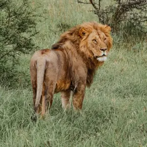 Explore From Arusha 6 days Great Northern Circuit Wildlife Safari: Tarangire, Lakes Natron/ Manyara, Serengeti for 6 days with Beach and Safari Holidays and discover unforgettable experiences - Photo 6