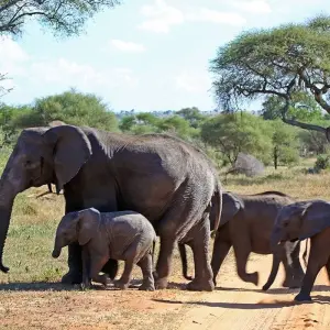 Explore From Arusha 6 days Journey Through Lakes, Savannah, and Craters: Tanzania's Icons  Lake Natron,Serengeti safari trip for 6 days with Beach and Safari Holidays and discover unforgettable experiences - Photo 7
