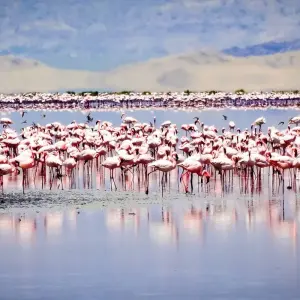 Explore From Arusha 7 days Culture and Wildlife Fusion: African Jeep Safari in Tanzania, Flamingos, Lake Natron/L.Manyara for 7 days with Beach and Safari Holidays and discover unforgettable experiences - Photo 2