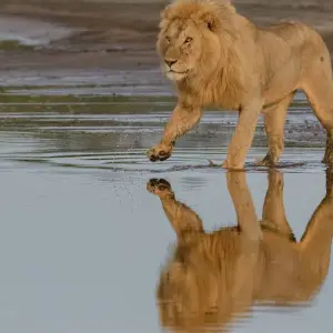 Explore From Arusha 6 days Tanzanian Splendours, Expedition Across Iconic Reserves, Tarangire, Lakes Ndutu/ Manyara, Serengeti Safari for 6 days with Beach and Safari Holidays and discover unforgettable experiences - Photo 8