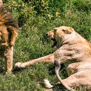 Explore From Arusha 6 days Tanzania's Classic Safari Adventure: Icons of the Wild, Tarangire, Lake Manyara, Serengeti N.P for 6 days with Beach and Safari Holidays and discover unforgettable experiences - Photo 9