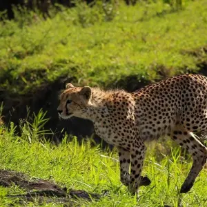 Explore From Arusha 6 days Tanzanian Splendours, Expedition Across Iconic Reserves, Tarangire, Lakes Ndutu/ Manyara, Serengeti Safari for 6 days with Beach and Safari Holidays and discover unforgettable experiences - Photo 9