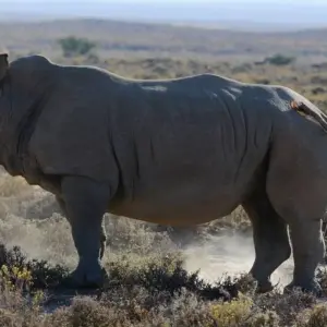 Explore From Arusha 6 days Great Northern Circuit Wildlife Safari: Tarangire, Lakes Natron/ Manyara, Serengeti for 6 days with Beach and Safari Holidays and discover unforgettable experiences - Photo 9