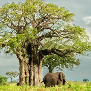 Explore From Arusha 7 days Culture and Wildlife Fusion: African Jeep Safari in Tanzania, Flamingos, Lake Natron/L.Manyara for 7 days with Beach and Safari Holidays and discover unforgettable experiences - Photo 4