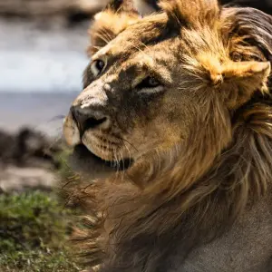 Explore From Arusha 6 days Great Northern Circuit Wildlife Safari: Tarangire, Lakes Natron/ Manyara, Serengeti for 6 days with Beach and Safari Holidays and discover unforgettable experiences - Photo 10