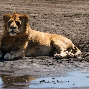 Explore From Arusha 6 days Tanzania's Classic Safari Adventure: Icons of the Wild, Tarangire, Lake Manyara, Serengeti N.P for 6 days with Beach and Safari Holidays and discover unforgettable experiences - Photo 11