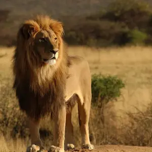 Explore From Arusha 6 days Journey Through Lakes, Savannah, and Craters: Tanzania's Icons  Lake Natron,Serengeti safari trip for 6 days with Beach and Safari Holidays and discover unforgettable experiences - Photo 11