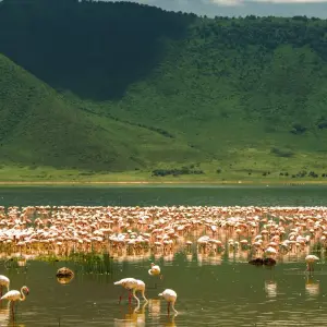 Explore From Arusha 7 days Culture and Wildlife Fusion: African Jeep Safari in Tanzania, Flamingos, Lake Natron/L.Manyara for 7 days with Beach and Safari Holidays and discover unforgettable experiences - Photo 7