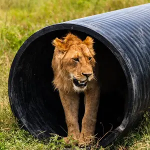 Explore From Arusha 7 days Culture and Wildlife Fusion: African Jeep Safari in Tanzania, Flamingos, Lake Natron/L.Manyara for 7 days with Beach and Safari Holidays and discover unforgettable experiences - Photo 9