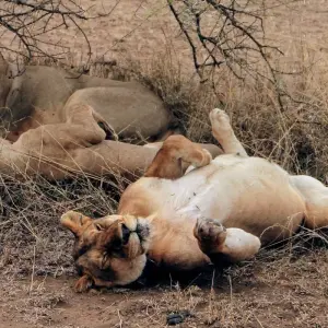 Explore 5 Days Amboseli, Tsavo East & Tsavo West Coastal Safari for 5 days with Bencia Africa Adventure and Safaris and discover unforgettable experiences - Photo 2