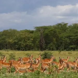 Explore 5 Days Amboseli, Tsavo East & Tsavo West Coastal Safari for 5 days with Bencia Africa Adventure and Safaris and discover unforgettable experiences - Photo 3