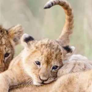 Explore CITY EXCURSION for 1 days with Bencia Africa Adventure and Safaris and discover unforgettable experiences - Photo 4