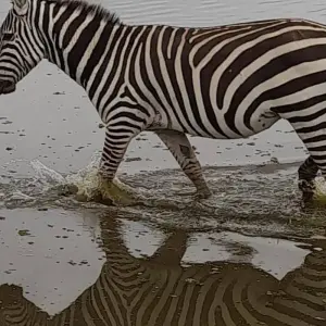 Explore 4 Days Masai Mara Wildlife Safari Adventure for 4 days with Bencia Africa Adventure and Safaris and discover unforgettable experiences - Photo 5