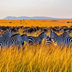 Explore 4 Days Masai Mara Wildlife Safari Adventure for 4 days with Bencia Africa Adventure and Safaris and discover unforgettable experiences - Photo 6