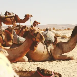 Explore Classical Israel Tour Package, 8 Days for 8 days with Bein Harim Tourism Services  and discover unforgettable experiences - Photo 3