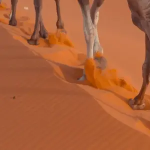 Explore Morocco Desert and Kasbahs - New Year's in the Moroccan Desert for 12 days with Best Single Travel and discover unforgettable experiences - Photo 6