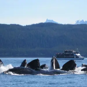 Explore Alaska Glacier Singles Cruise for 10 days with Best Single Travel and discover unforgettable experiences - Photo 6