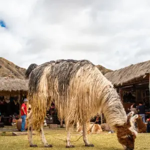 Explore Machu Picchu & Lake Titicaca Adventure 40's - 50's and 60's Singles Vacations for 10 days with Best Single Travel and discover unforgettable experiences - Photo 3