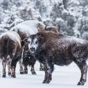 Explore Yellowstone & Grand Teton National Parks Winter Safari for 5 days with Best Single Travel and discover unforgettable experiences - Photo 2