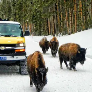 Explore Yellowstone & Grand Teton National Parks Winter Safari for 5 days with Best Single Travel and discover unforgettable experiences - Photo 4