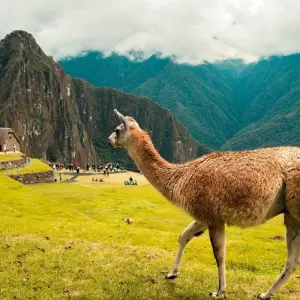 Explore Machu Picchu & Lake Titicaca Adventure 40's - 50's and 60's Singles Vacations for 10 days with Best Single Travel and discover unforgettable experiences - Photo 11