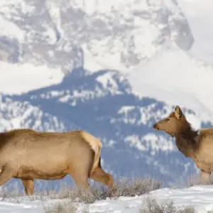 Explore Yellowstone & Grand Teton National Parks Winter Safari for 5 days with Best Single Travel and discover unforgettable experiences - Photo 8